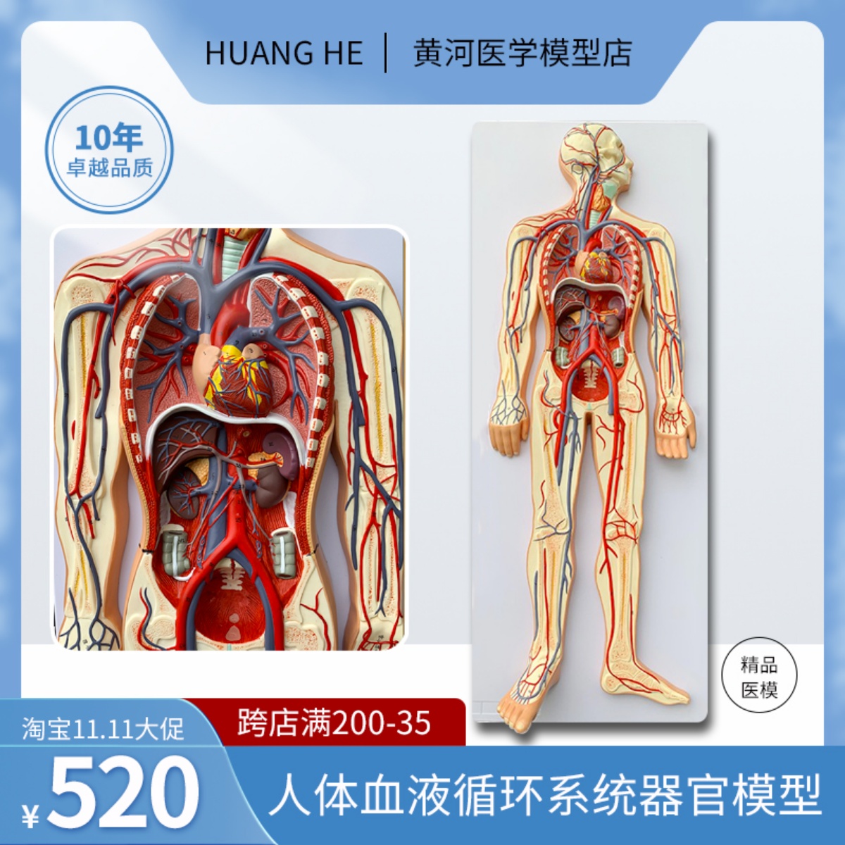 头部矢状断层解剖头颈部解剖耳鼻喉科模型大脑模型头浅表模型-Taobao