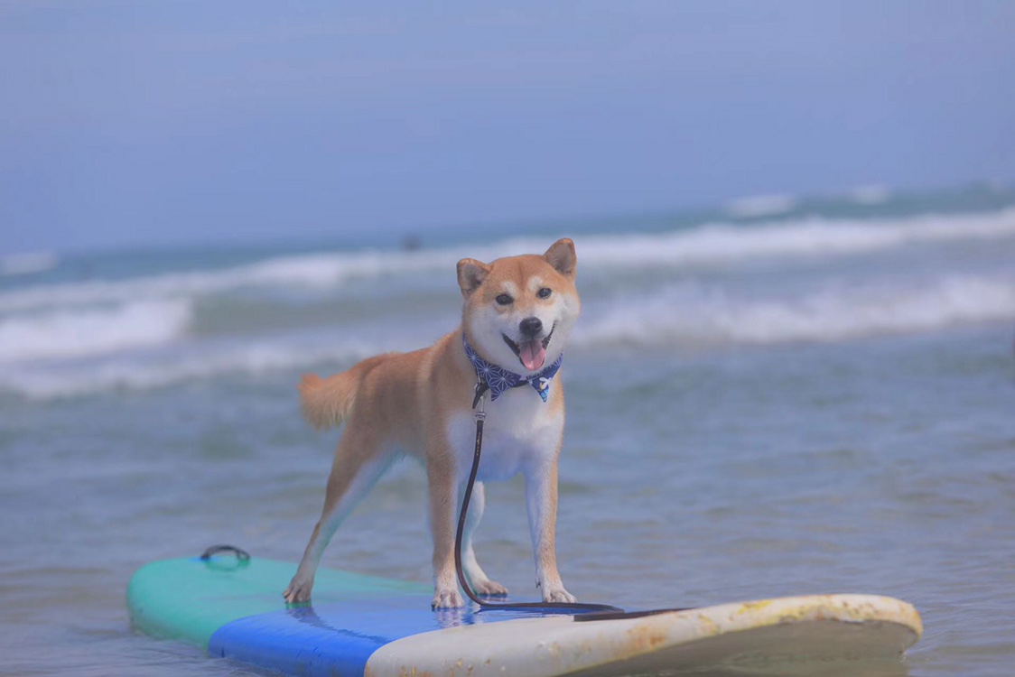 保障できる 箸 先端角型 柴犬 白 ２２．５ｃｍ discoversvg.com