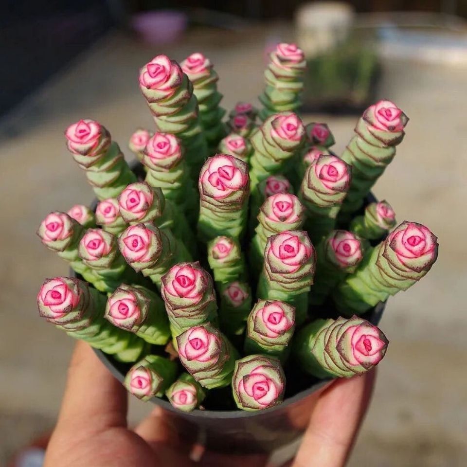 韶华多肉法师锦植物好养多头法师品种大全超大颗肉肉高档老桩盆栽评价