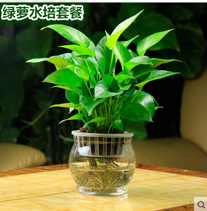 80 绿萝 吊兰真花盆栽花卉室内水养植物绿色花草防辐射水培绿箩