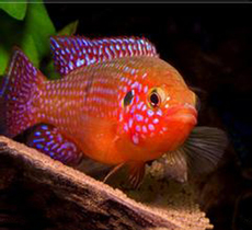 红钻石鱼_红钻石鱼