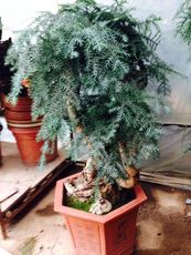 不老松盆景_不老松盆景