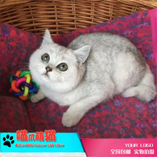 【英国蓝短猫】_英国蓝短猫图片