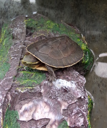 水龟 观赏龟 活体 菲律宾 扁安 苗 扁安 苗