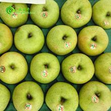 【日本王林苹果】_日本王林苹果图片