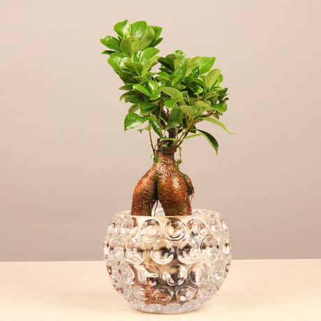 爱优尚水培小榕树盆栽带花瓶办公桌客厅精品小型植物好养净化空气