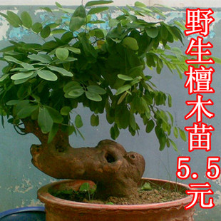 下山映山红 映山红树苗 杜娟毛娟苗 野生映山红苗木盆景栽好开花