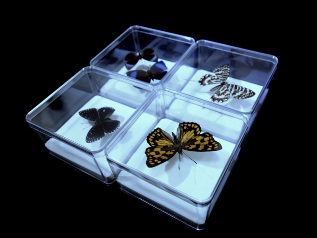 昆虫标本三级台平均台整理台昆虫甲虫标本制作工具常用三级台
