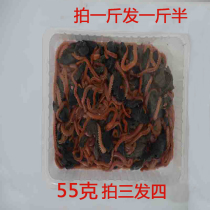 活饵 红沙蚕 海蜈蚣 海蚯蚓蚂蝗活体红虫红青虫禾虫钓鱼饵料