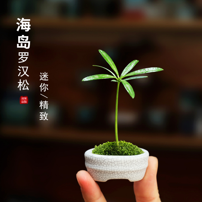 大人気定番商品 【趣楽】 時代 草花文蒔絵煎茶盆 幅３２ｃｍ 在銘