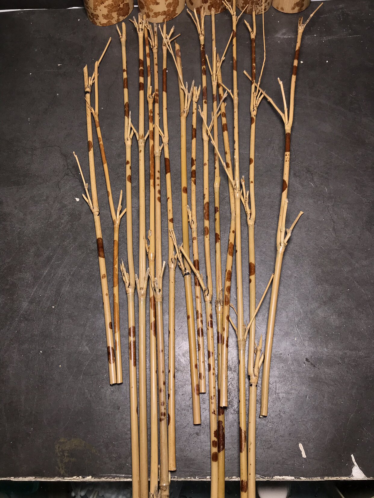 红湘妃竹节竹料0.9-1.1香妃香筒折扇竹段样品花斑竹毛笔杆斑竹评价- 淘宝网