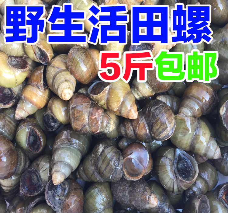 新鲜野生螺蛳田螺现捞现发5斤包邮农户捕捞清洗