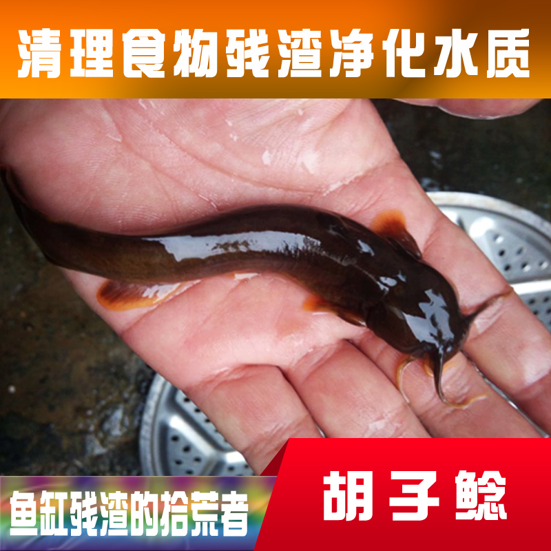 八须胡子鲶 胡子鲢 鲶鱼原生鱼冷水鱼热带鱼观赏鱼活体鱼苗清道夫