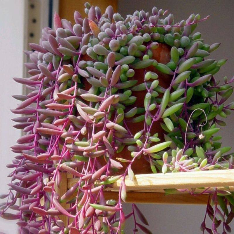 韶华多肉法师锦植物好养多头法师品种大全超大颗肉肉高档老桩盆栽评价