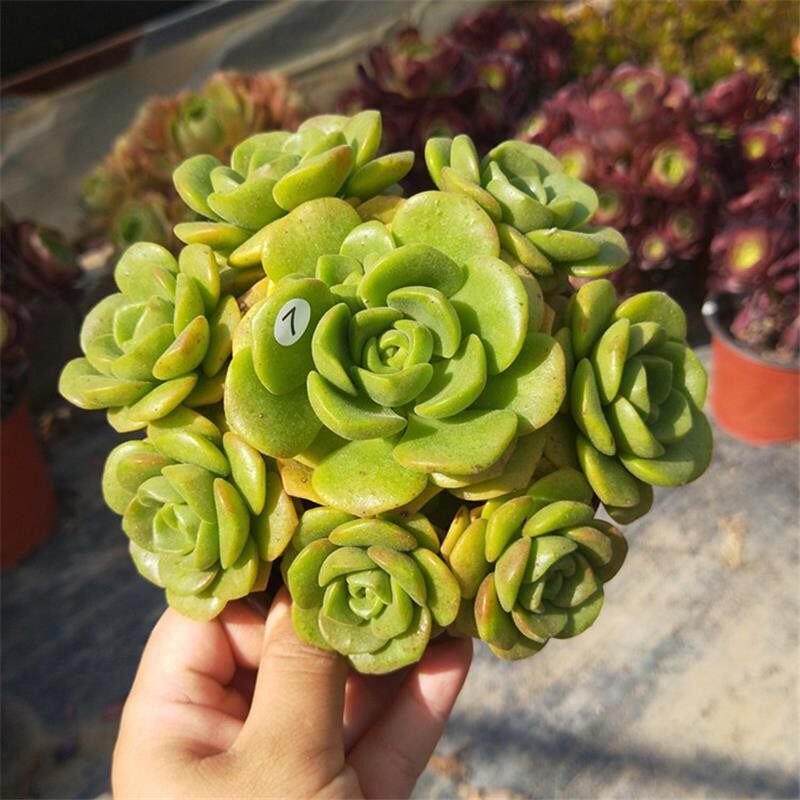 韶华多肉法师锦植物好养多头法师品种大全超大颗肉肉高档老桩盆栽评价