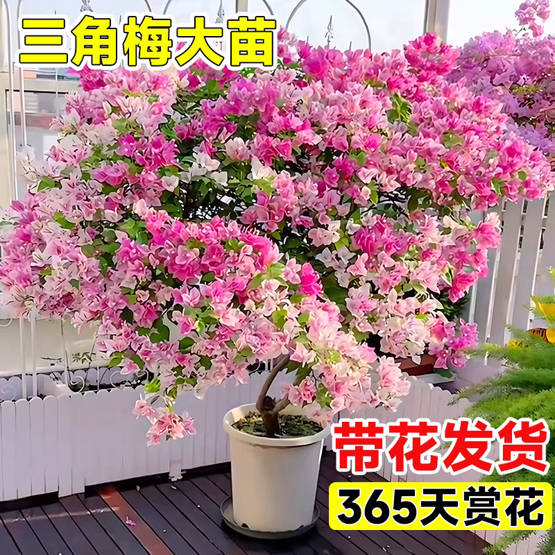 蜡染粉三角梅盆栽带花大苗四季开花仙女粉庭院阳台爬藤植物好养活