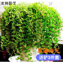 四季常青 盆栽绿植 生长速度快 span class=H 垂