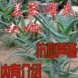 00      盆栽木立芦荟/木剑芦荟/小木芦荟/龙爪菊/龙爪芦荟/药用芦荟3