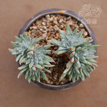 【多肉植物仙女杯白菊】_多肉植物仙女杯白菊图片_价格_一淘网