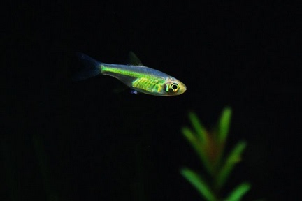 绿晶灯灯科鱼观赏鱼热带鱼草缸鱼蓝色霓虹灯野生进口灯绿精灯
