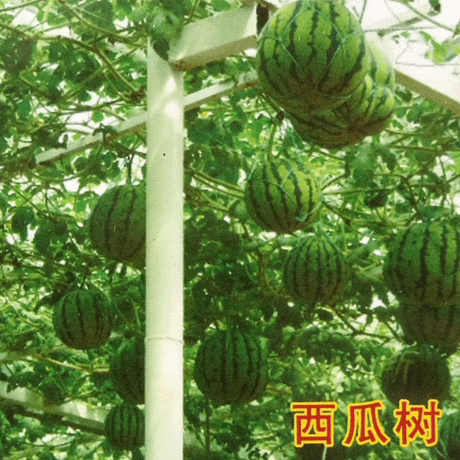【奇特西瓜树】荷兰引进西瓜树种子 无限生长 多年生 糖度高
