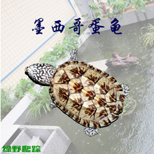 墨西哥蛋龟苗