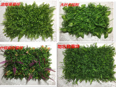 绿花生草_绿花生草【价格 图片】_淘宝网绿花生草_淘宝网