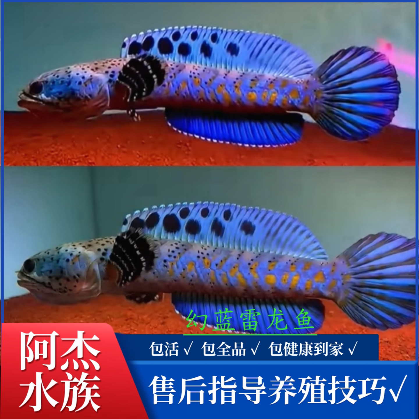 红月雷龙鱼红月雷龙超红月鳢雷龙鱼七星鱼活体-淘宝网