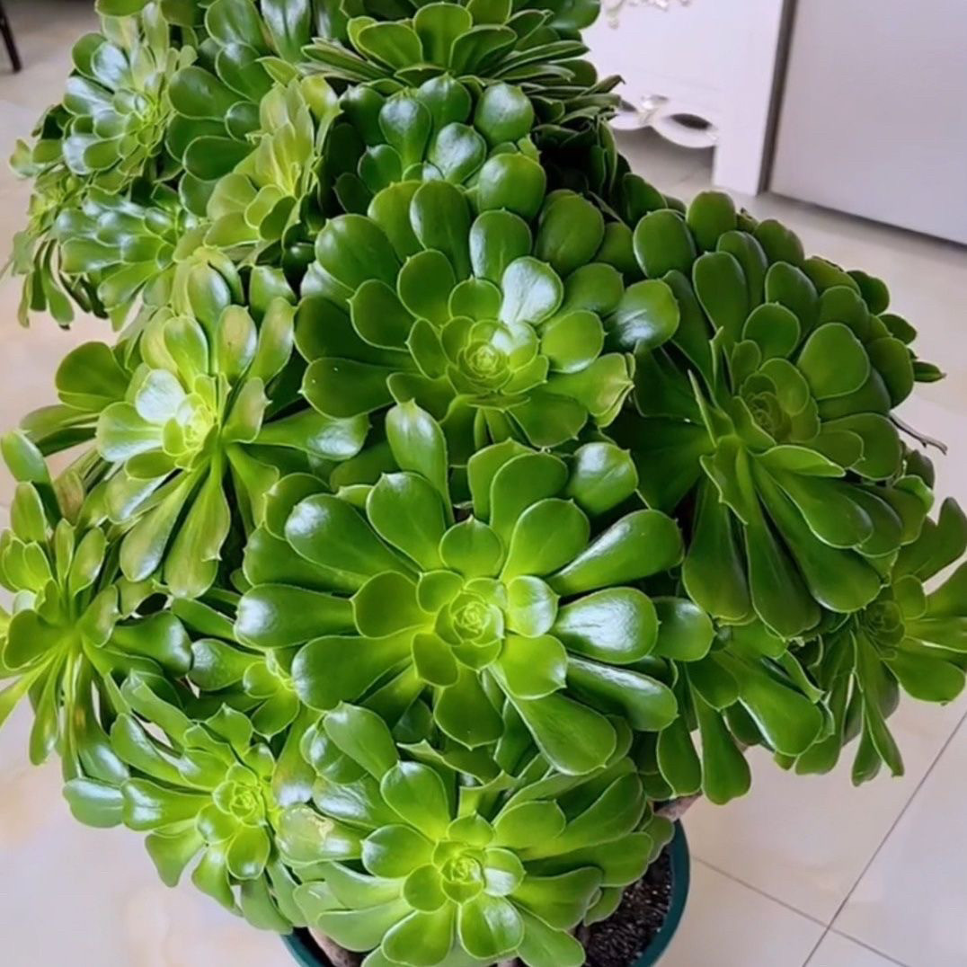 铜壶超白多肉植物法师锦超大颗品种大全肉肉高档好养花卉盆栽绿植-淘宝网