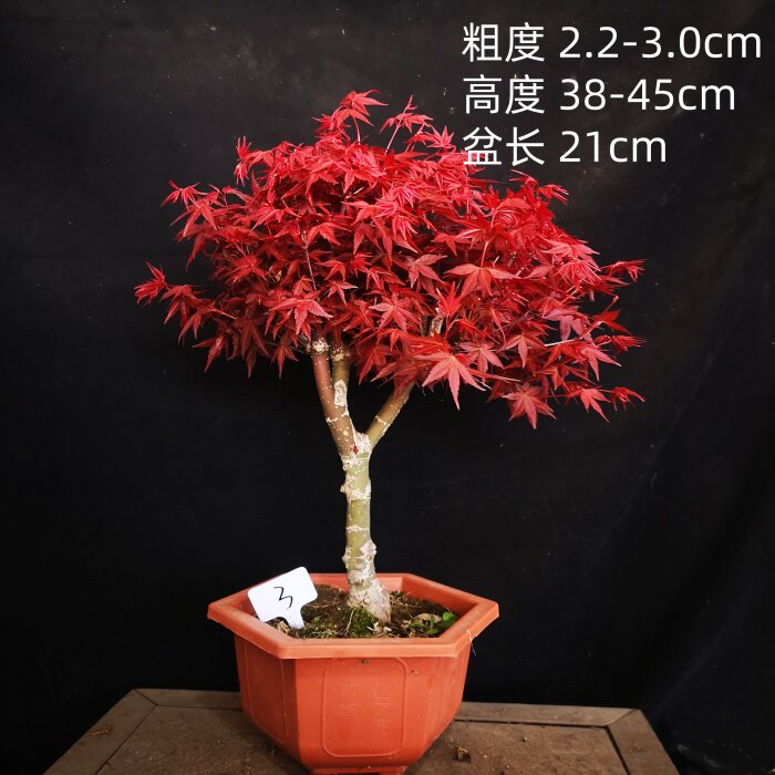極太楓小品盆栽 【公式通販】