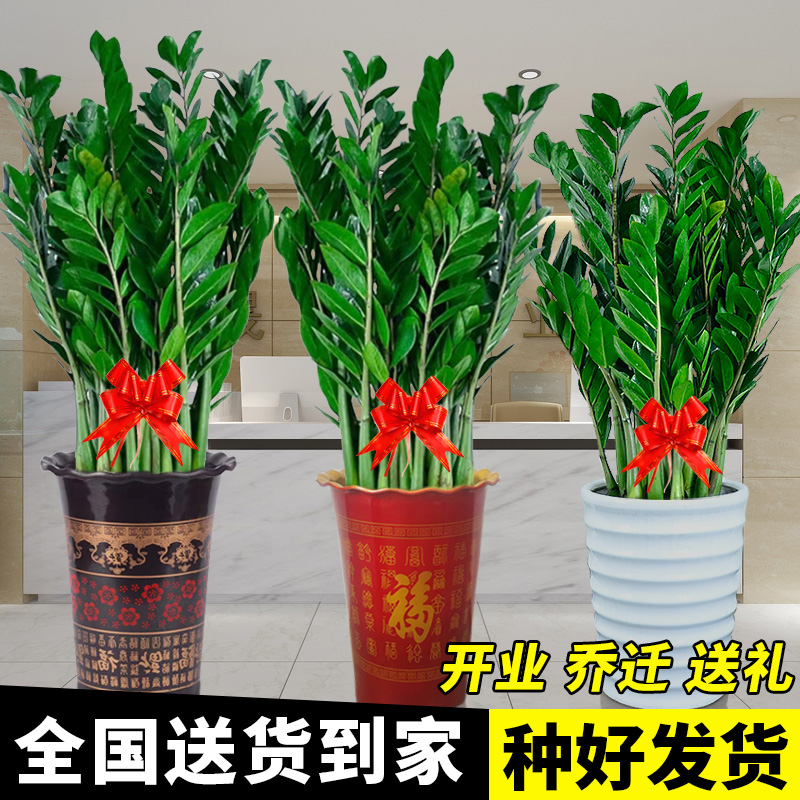 发财树大棵客厅三杆步步高升真绿植落地大型室内办公室招财树盆栽-Taobao