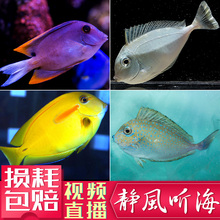 海水生物海水鱼吊