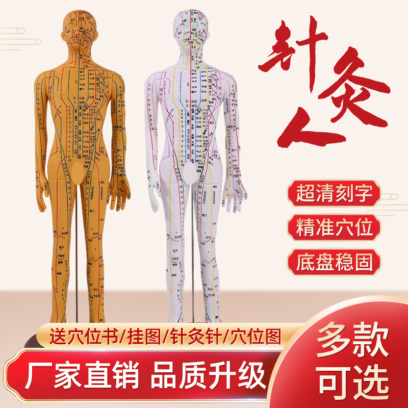 中医针灸穴位人体模型超清晰十二经络小皮人人体针灸模型男女模型-Taobao