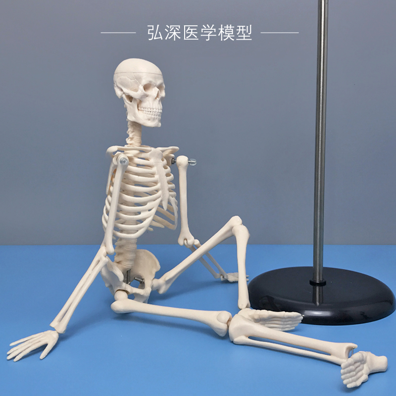 45cm人体全身骨骼模型迷你小型骨架子解剖结构脊柱骷髅头教学模具