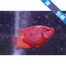 【红宝石热带鱼】_红宝石热带鱼图片