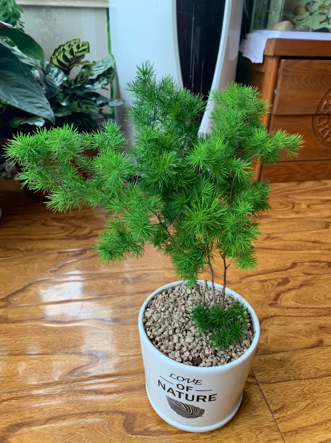 蓬莱松室内盆栽生肖猴客厅招财小盆景花卉桌面四季常青金钱树植物