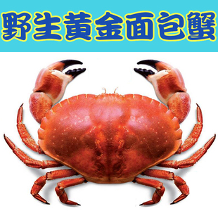 蟹公螃蟹大闸蟹三门青蟹肉蟹单只6-7两北京可