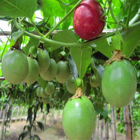 百香果苗包邮爬藤果树蛋黄果树苗当年结果巴西