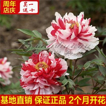 牡丹花苗 正宗洛阳牡丹花苗 花卉盆栽植物玫瑰月季香味促销