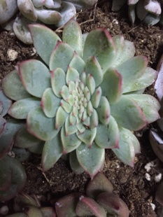 徐北花卉莱恩小精灵缀化多肉植物组合盆栽防辐