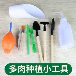 生多头韩国进口多肉盆栽办公室内桌面肉肉花陌