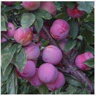 通达信均线5.10.20.60和20日布林线轨道指标叠