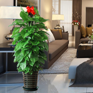 绿萝盆栽客厅_绿萝盆栽客厅怎样_绿萝盆栽客