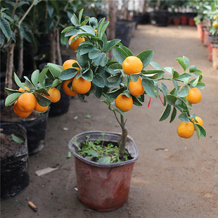 鹃小叶红麒麟树桩盆栽盆景老桩花苗四季开花下