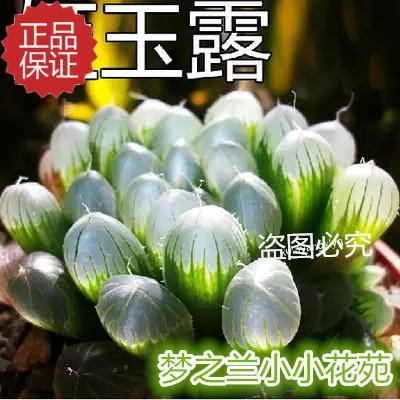 多肉植物 姬玉露 圆头玉露 寿 帝玉露 冰灯玉露 水晶玉露 大窗