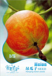 耐高温耐干旱木耳菜种子叶大35粒多年生包蔬