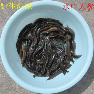 溪石斑鱼冷水鱼原生鱼工具鱼好养活体光唇鱼金