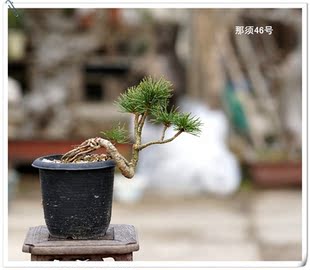 仁亿盆景园盆养多年金豆盆景本土山采金豆盆景