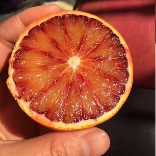果园只发5斤装中华红血橙新鲜橙子现摘现发秭