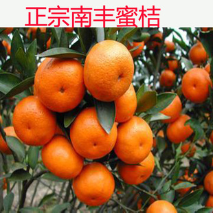 湘西特产蜜橘新鲜水果现摘农家桔子柑橘水果4